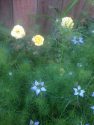 Love in a Mist and Rose by Becky Miller Cripps