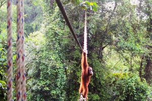 Indonesia Orangutans