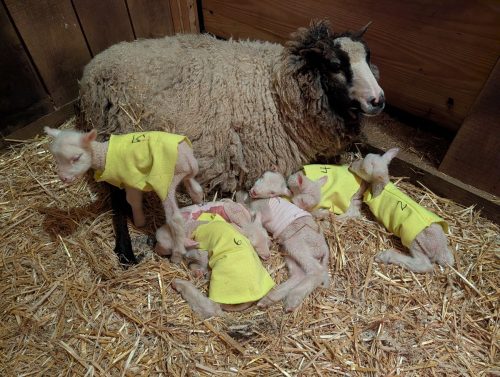 US Sheep Sextuplets Vermont