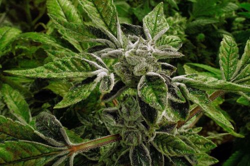 Trump Marijuana Reclassification