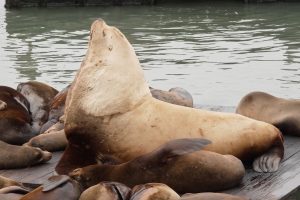 San Francisco Giant Sea Lion