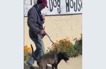 CCAS no new dogs due to disease