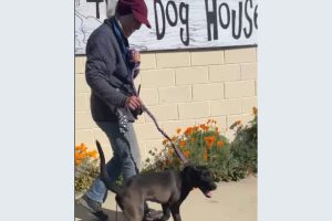 CCAS no new dogs due to disease