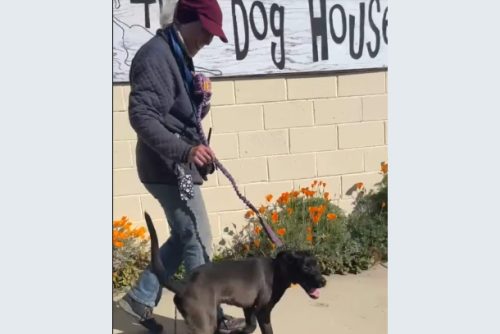 CCAS no new dogs due to disease
