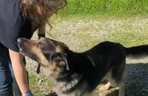 Calaveras County Animal Services animal care worker—CCAS photo