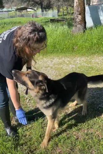 Calaveras County Animal Services animal care worker—CCAS photo