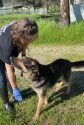 Calaveras County Animal Services animal care worker—CCAS photo