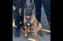 New Calaveras K9, "Chiro"