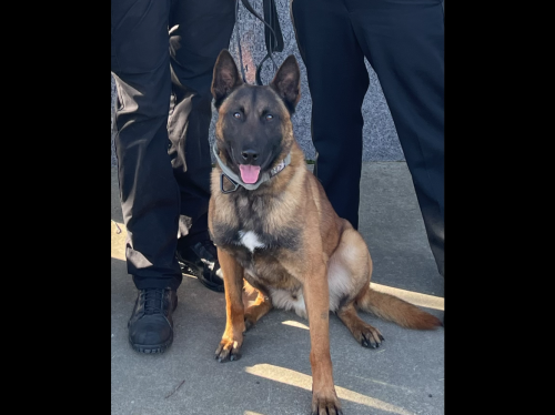 New Calaveras K9, "Chiro"
