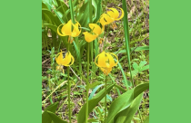 Photo by Toots Van Ruiten, Tuolumne Fawn Lily Blossoms