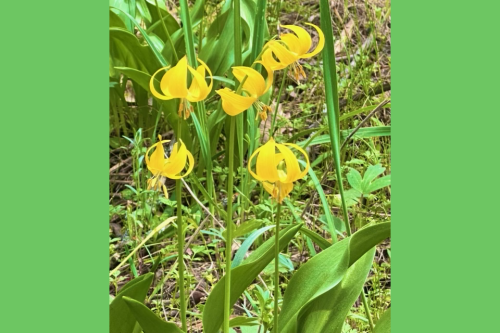 Photo by Toots Van Ruiten, Tuolumne Fawn Lily Blossoms