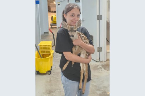 Tuolumne County Sheriff's Animal Control animal care worker—TCSAC photo