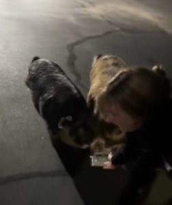 Two pigs found and brought to shelter with the help of treats—TCSAC photo