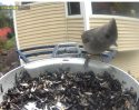 5/16/26 Nancy Bliss Picture of Oak Titmouse