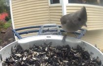 5/16/26 Nancy Bliss Picture of Oak Titmouse