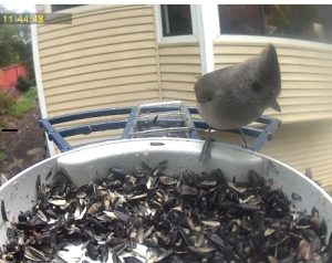 5/16/26 Nancy Bliss Picture of Oak Titmouse