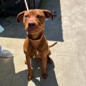One of two dogs impounded at the Calaveras County Animal Service Shelter—CCAS photo