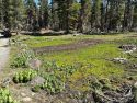 Damage to meadow forcing the closure of Herring Creek Road in the forest—STF photo