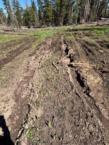 Damage to meadow forcing the closure of Herring Creek Road in the forest—STF photo