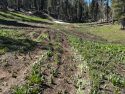 Damage to meadow forcing the closure of Herring Creek Road in the forest—STF photo