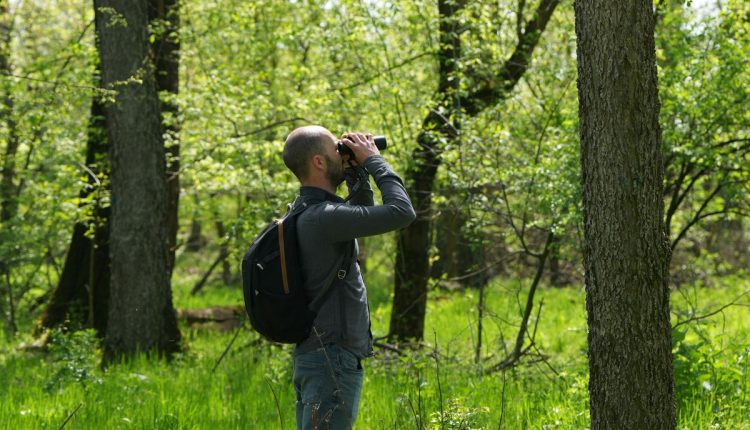 Serbia Woodland