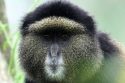 Rwanda Environmental DNA