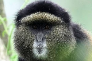 Rwanda Environmental DNA