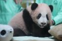Indonesia Giant Panda