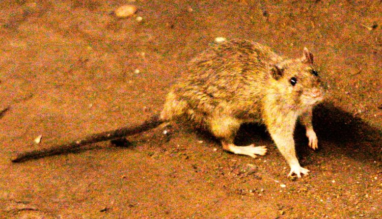 South Africa Hantavirus