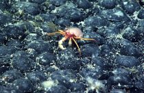 Deep-Sea Mining