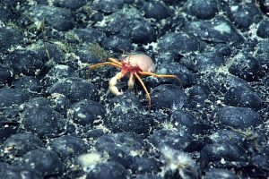 Deep-Sea Mining