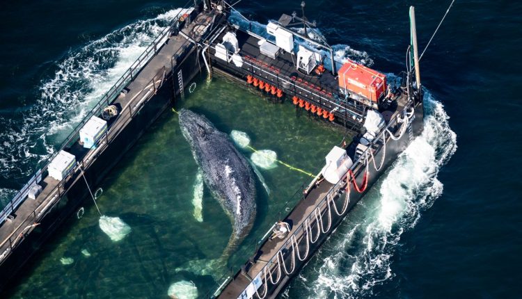 APTOPIX Germany Whale Rescue