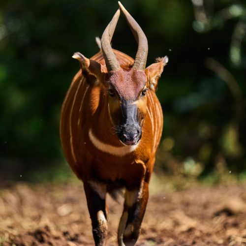 Kenya Mountain Bongo