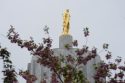Election 2026 Decision Notes Oregon