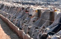 Brazil Europe Animal Products