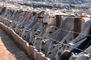 Brazil Europe Animal Products