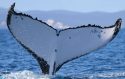 Humpback Whale Migration