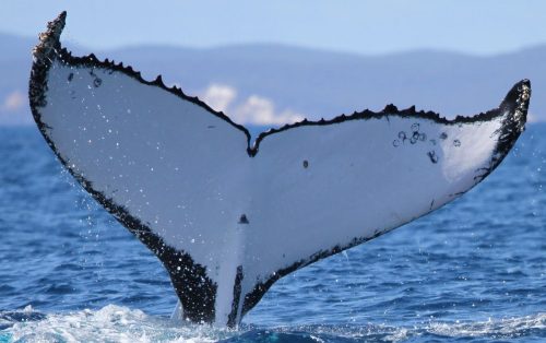 Humpback Whale Migration