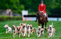 Iroquois Steeplechase Foxhounds