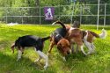 Animal Welfare Protest Wisconsin
