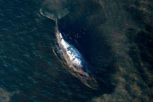 Germany Denmark Whale