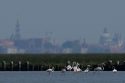 Italy Venice Flamingos