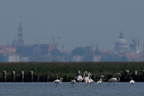 Italy Venice Flamingos