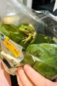 Australia Salad Frog