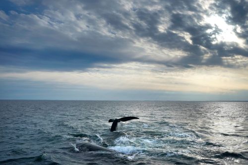 Right Whale Deaths