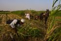 Sudan Planting Season