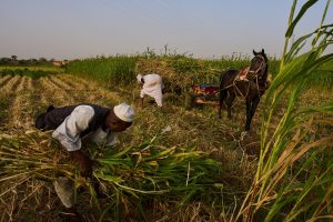 Sudan Planting Season