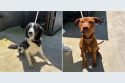 Two dogs impounded at the Calaveras County Animal Service Shelter—CCAS photo