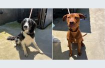 Two dogs impounded at the Calaveras County Animal Service Shelter—CCAS photo