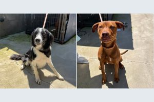Two dogs impounded at the Calaveras County Animal Service Shelter—CCAS photo